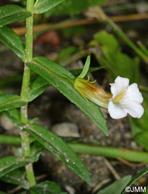 Gratiola officinalis