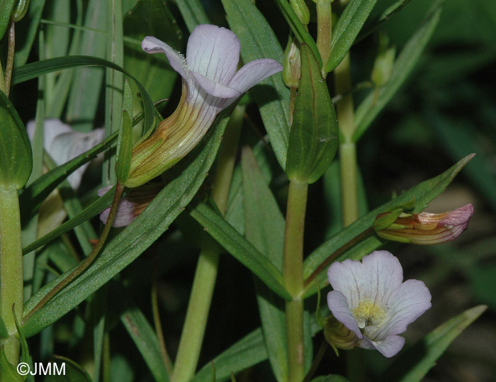 Gratiola officinalis