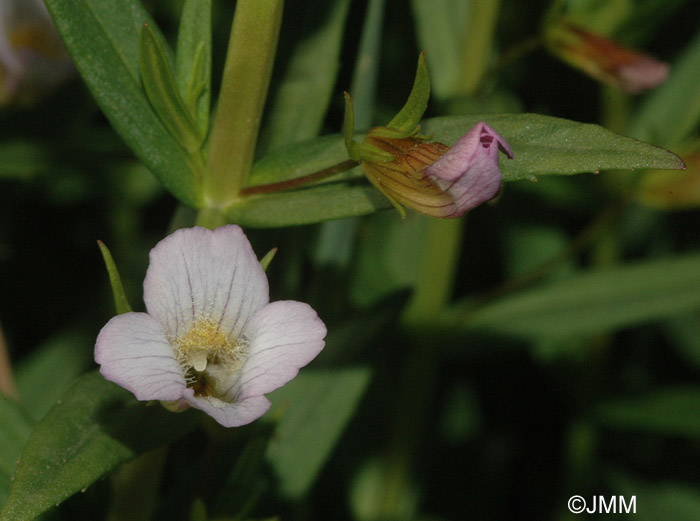 Gratiola officinalis