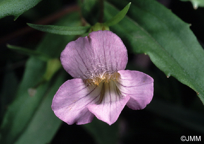 Gratiola officinalis