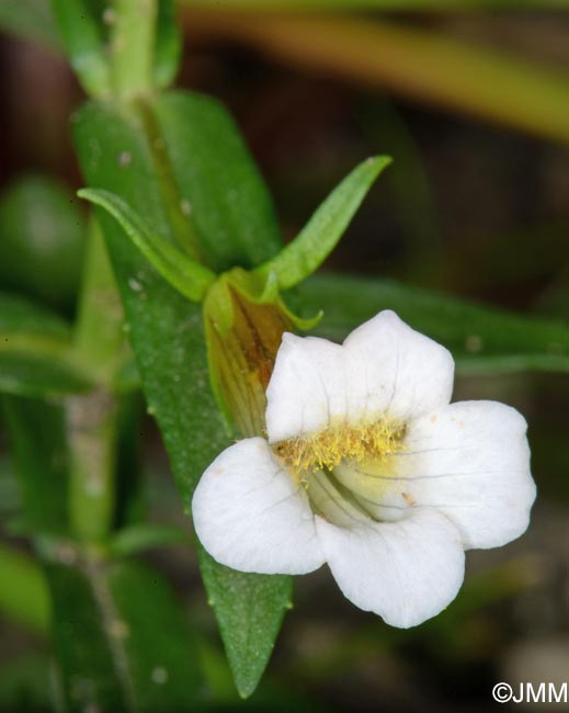 Gratiola officinalis