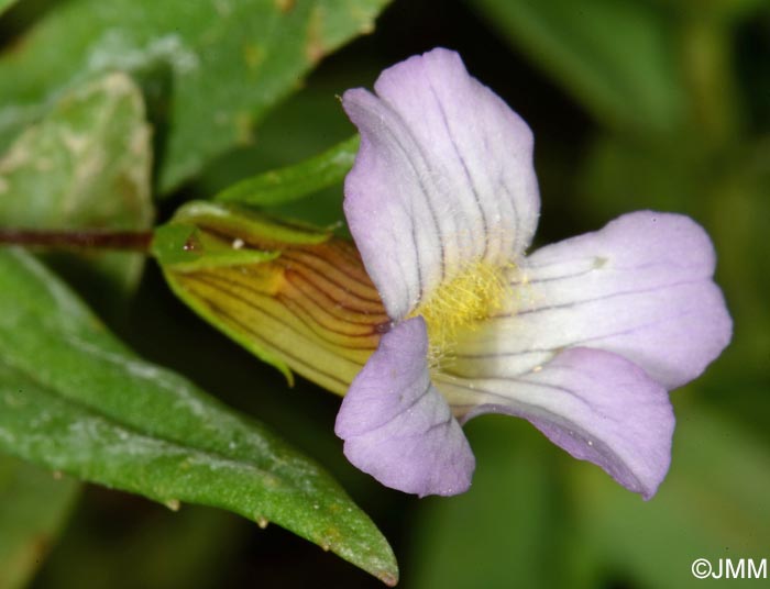 Gratiola officinalis