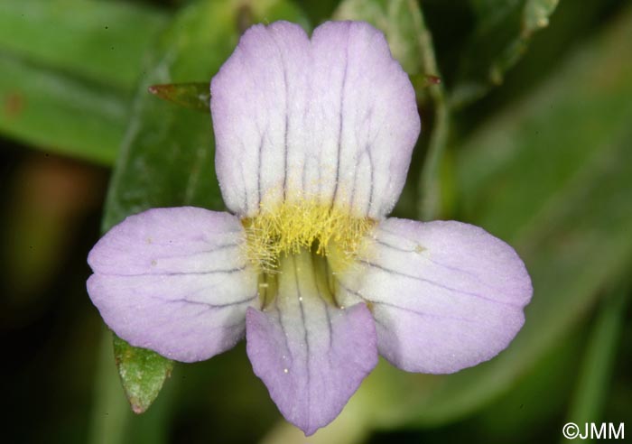 Gratiola officinalis