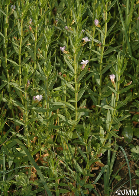 Gratiola officinalis