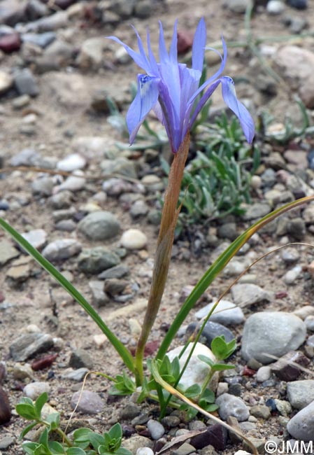 Moraea sisyrinchium = Iris sisyrinchium = Gynandriris sisyrinchium