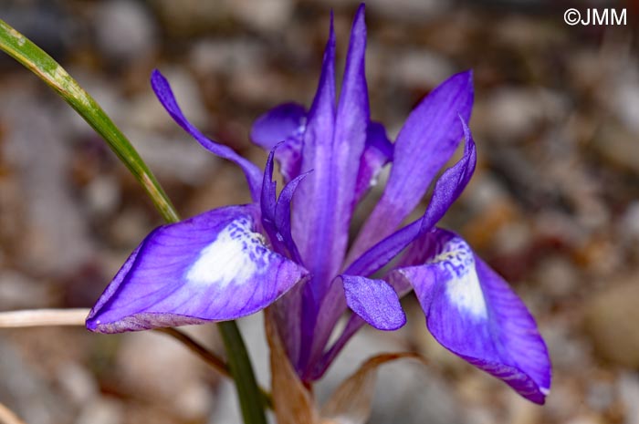 Moraea sisyrinchium = Iris sisyrinchium = Gynandriris sisyrinchium