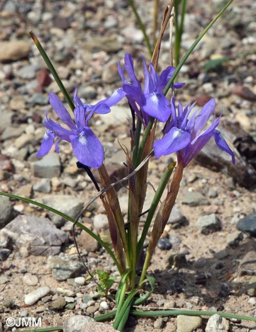 Moraea sisyrinchium = Iris sisyrinchium = Gynandriris sisyrinchium