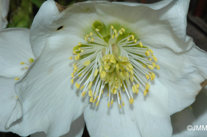 Helleborus niger