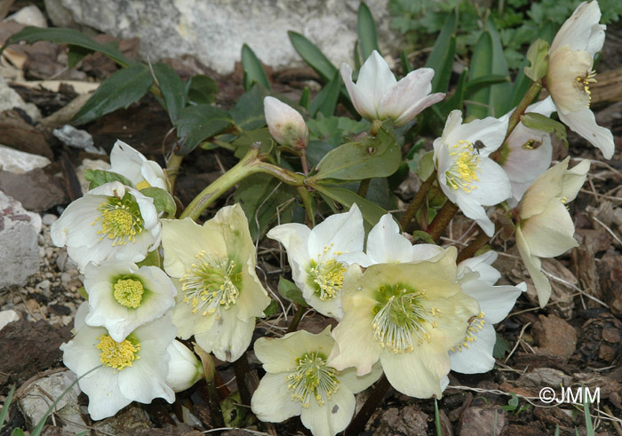 Helleborus niger