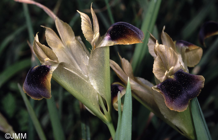 Iris tuberosa = Hermodactylus tuberosus