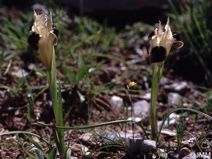 Iris tuberosa = Hermodactylus tuberosus