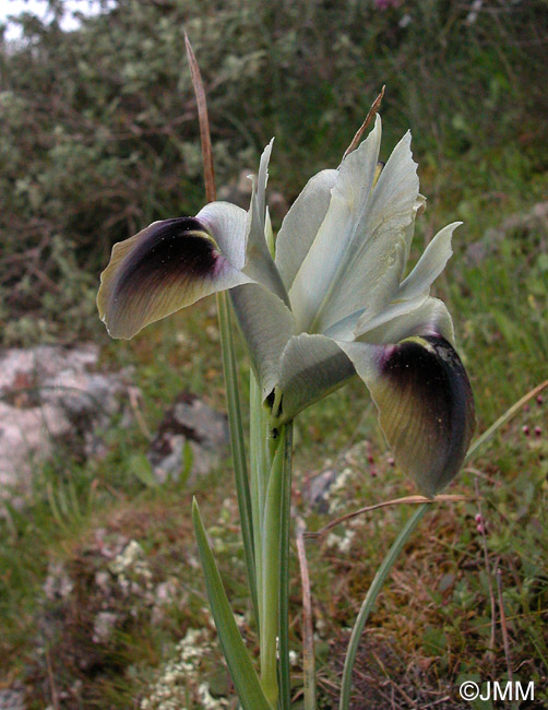 Iris tuberosa = Hermodactylus tuberosus