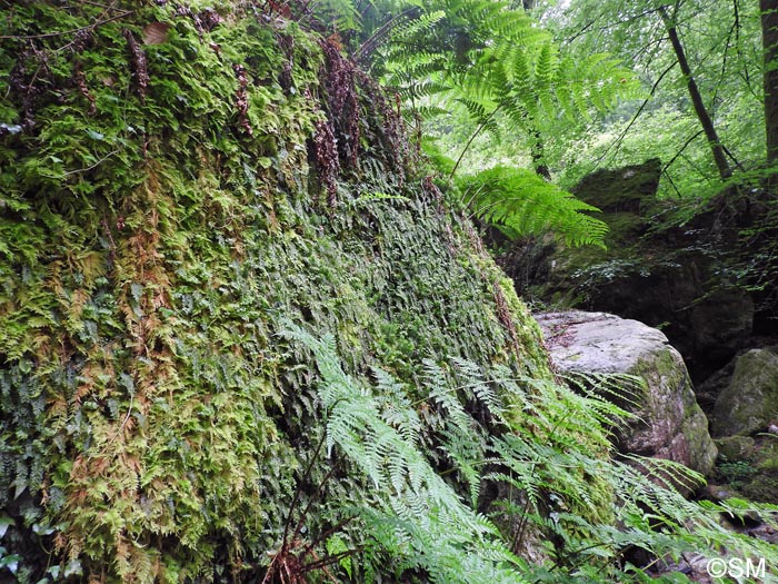 Hymenophyllum tunbrigense