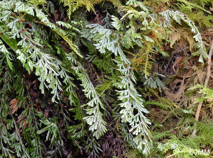 Hymenophyllum tunbrigense