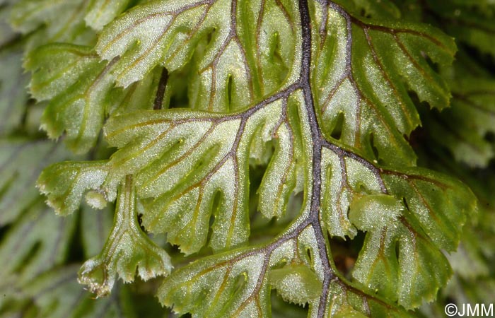 Hymenophyllum tunbrigense