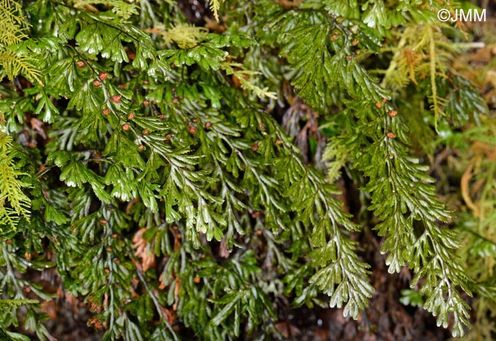 Hymenophyllum tunbrigense