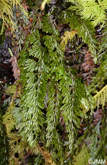 Hymenophyllum tunbrigense