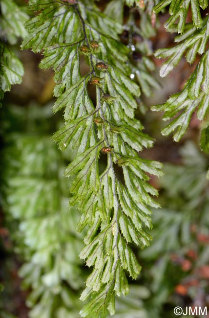 Hymenophyllum tunbrigense