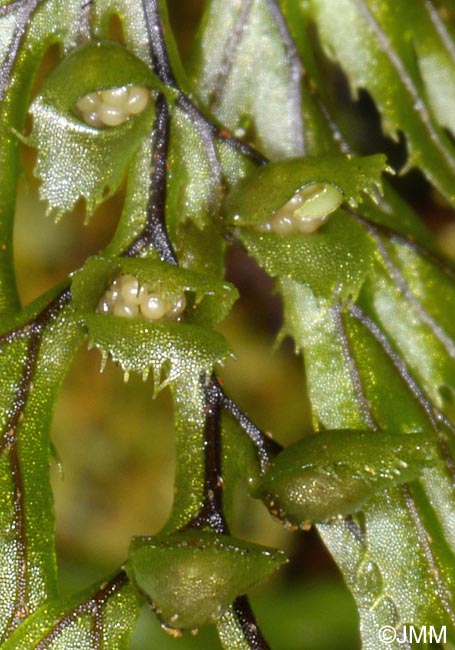 Hymenophyllum tunbrigense : détails des sores