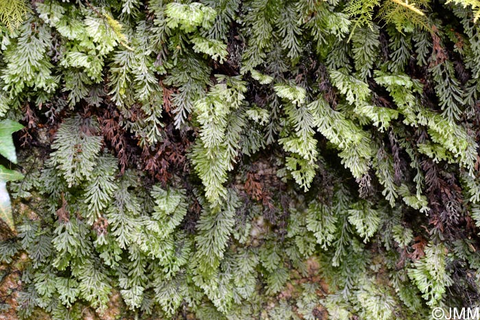 Hymenophyllum tunbrigense