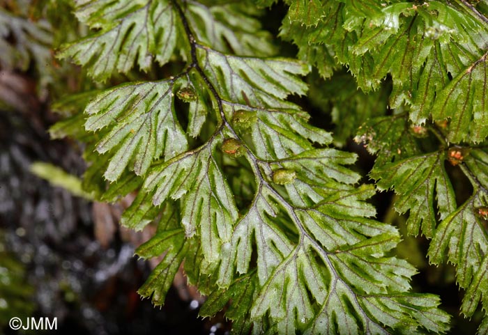 Hymenophyllum tunbrigense