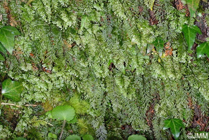 Hymenophyllum tunbrigense