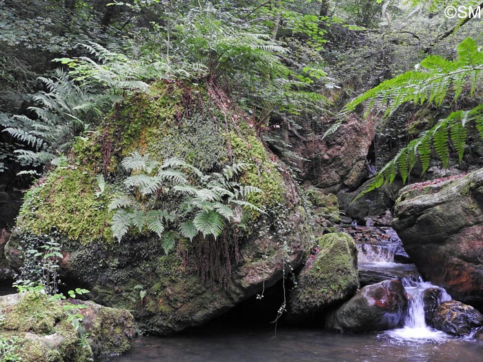 Hymenophyllum tunbrigense : site