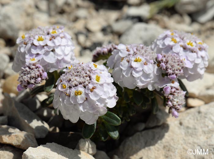 Iberis nana = Iberis candolleana