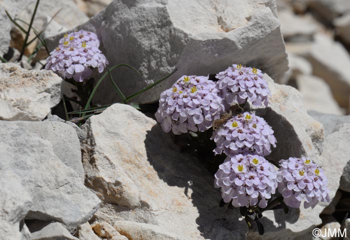 Iberis nana = Iberis candolleana