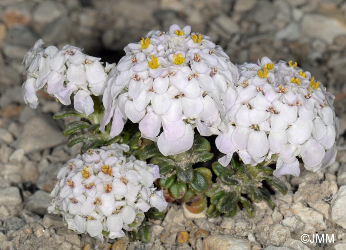 Iberis nana = Iberis candolleana