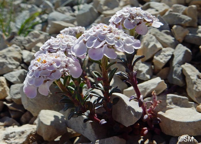 Iberis nana = Iberis candolleana