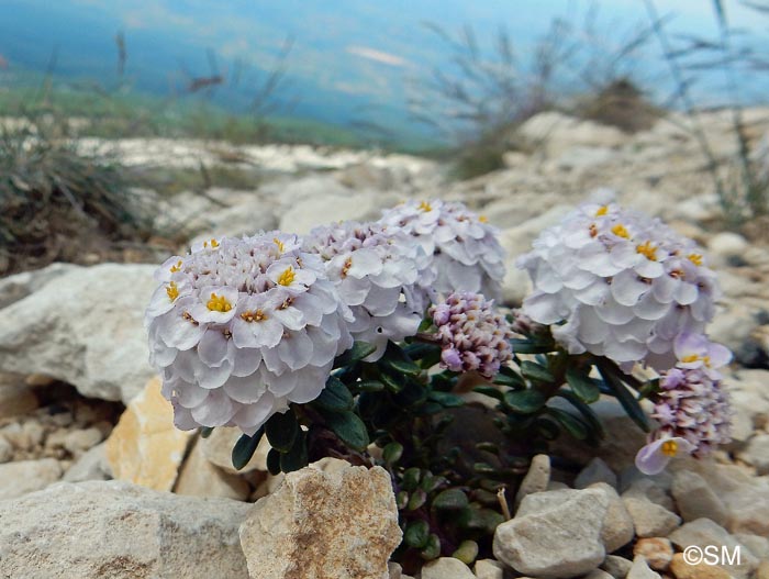 Iberis nana = Iberis candolleana