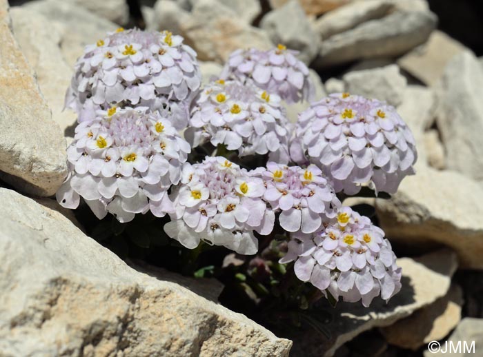 Iberis nana = Iberis candolleana