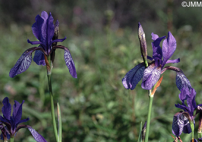 Iris sibirica