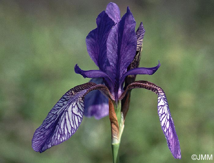 Iris sibirica