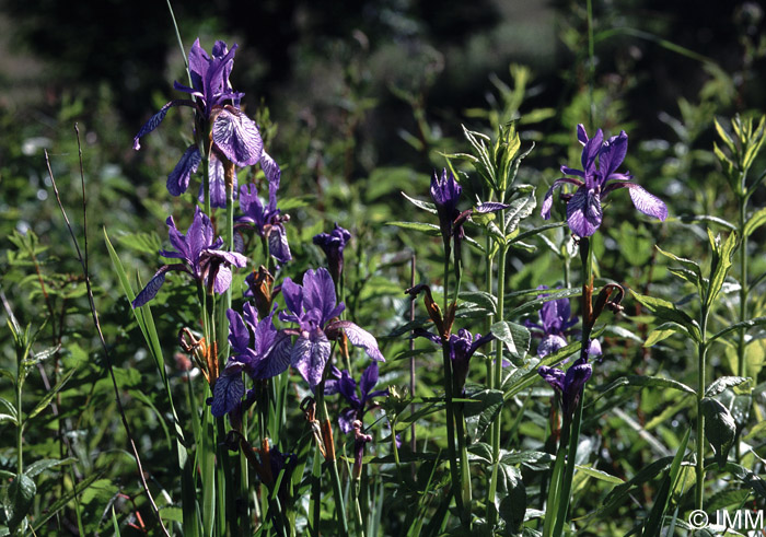 Iris sibirica