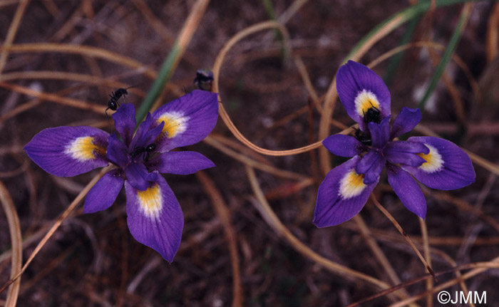 Moraea sisyrinchium = Iris sisyrinchium = Gynandriris sisyrinchium