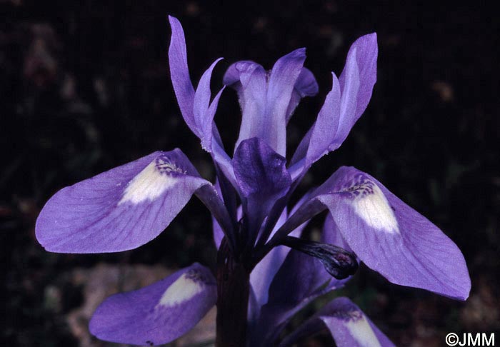 Moraea sisyrinchium = Iris sisyrinchium = Gynandriris sisyrinchium