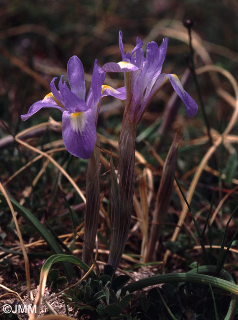 Moraea sisyrinchium = Iris sisyrinchium = Gynandriris sisyrinchium