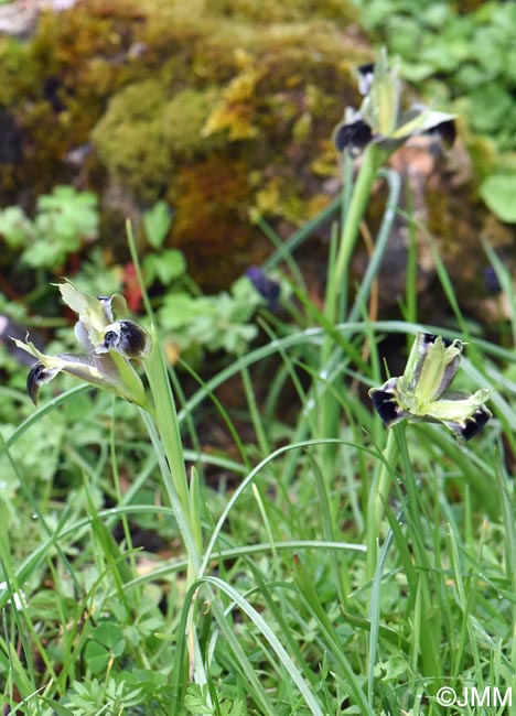 Iris tuberosa
