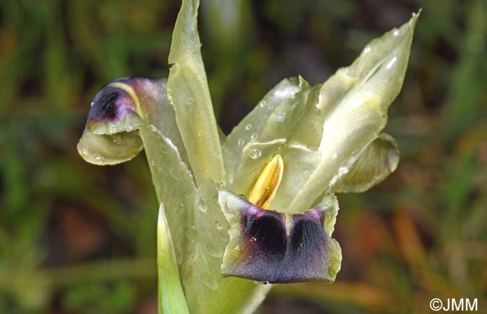 Iris tuberosa