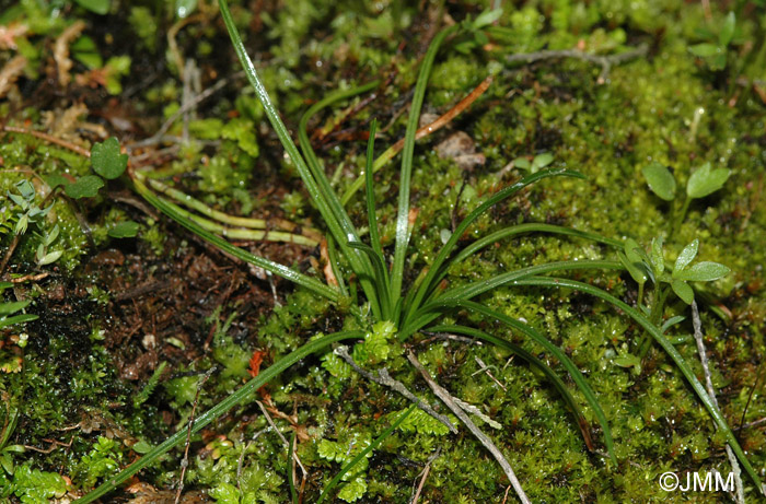 Isoetes durieui