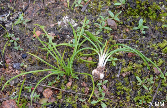 Isoetes durieui