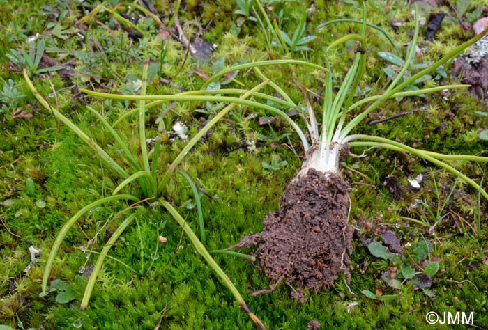 Isoetes durieui