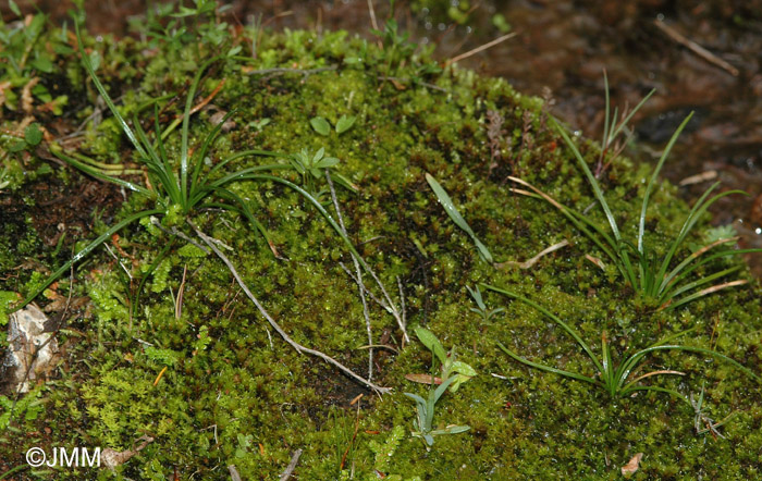 Isoetes durieui