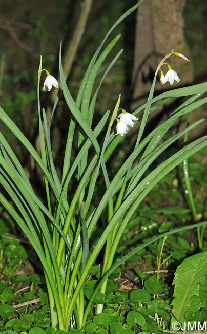 Leucojum aestivum