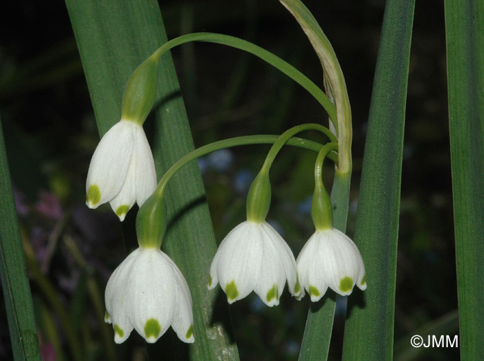 Leucojum aestivum