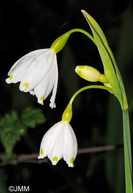 Leucojum aestivum