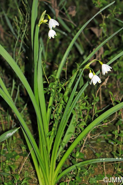 Leucojum aestivum