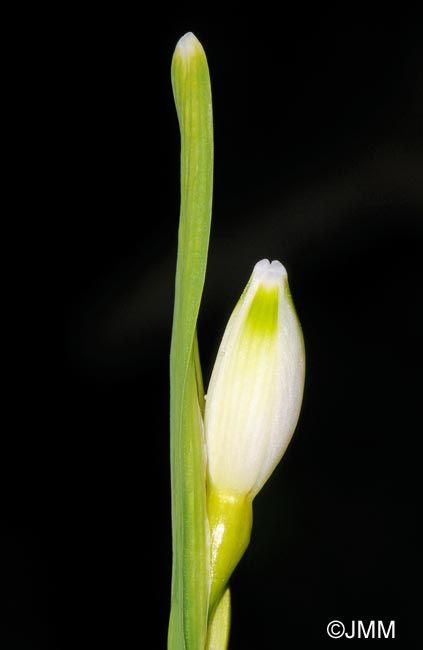 Leucojum aestivum